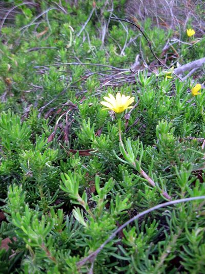 Osteospermum subulatum, photographed by Caroline Voget