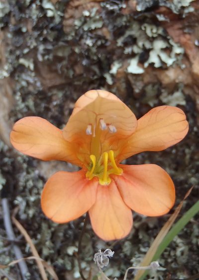 Tritonia parvula, photographed by Nicola van Berkel