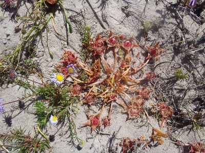 Cleretum clavatum, photographed by Nicola van Berkel