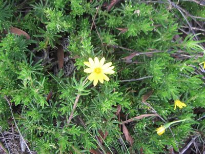 Osteospermum subulatum, photographed by Caroline Voget