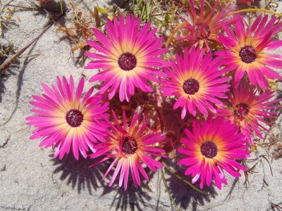 Cleretum clavatum, photographed by Nicola van Berkel