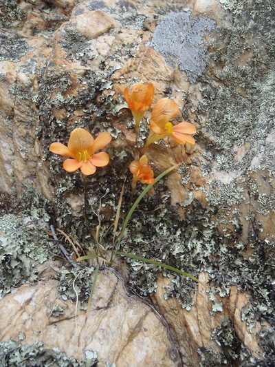 Tritonia parvula, photographed by Nicola van Berkel