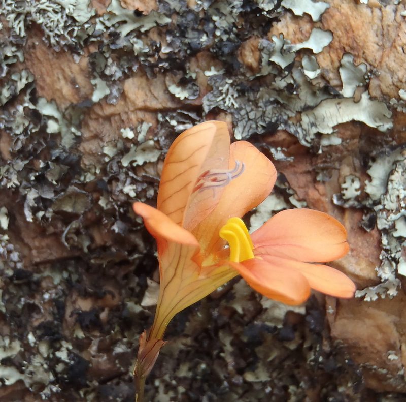 Tritonia parvula, photographed by Nicola van Berkel