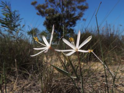Geissorhiza exscapa, photographed by Jacques van der Merwe
