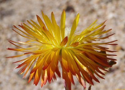 Drosanthemum bicolor, photographed by Nicola van Berkel