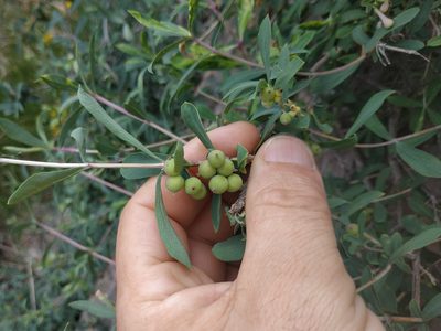 Lonicera pyrenaica, photographed by Tim Johnson