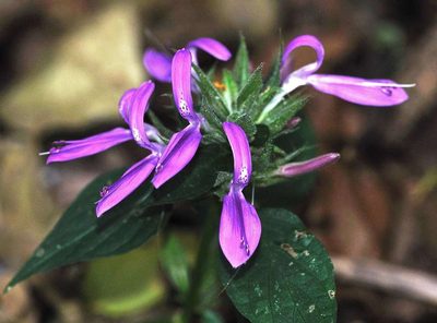 Dicliptera clinopodia, photographed by Andrew Hankey