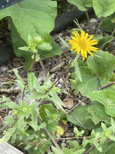 Grindelia scabra, photographed by CK2AZ