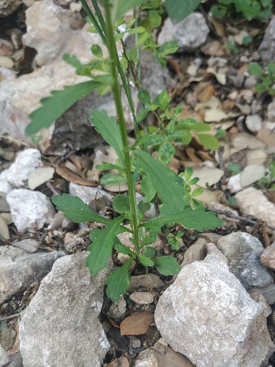 Iberis amara, photographed by Tim Johnson