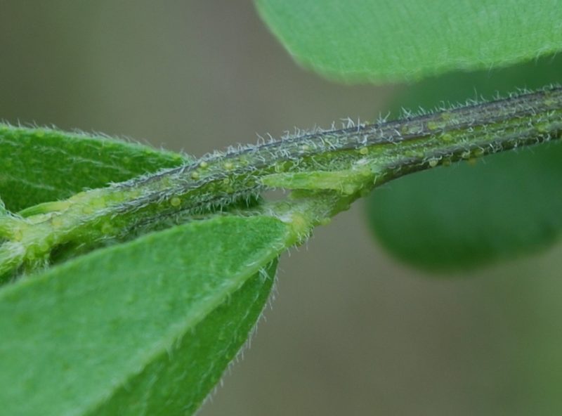 Psoralea fumea, photographed by Charles Stirton