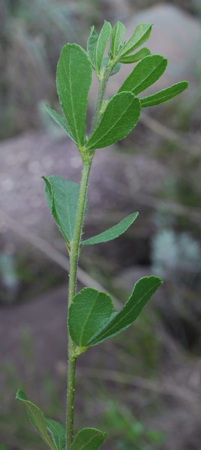 Psoralea fumea, photographed by Charles Stirton