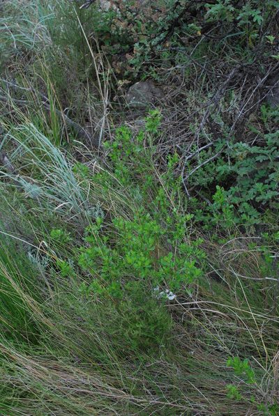 Psoralea fumea, photographed by Charles Stirton