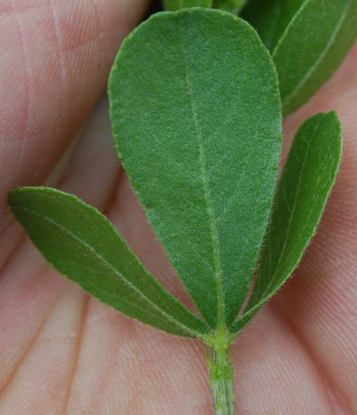 Psoralea fumea, photographed by Charles Stirton