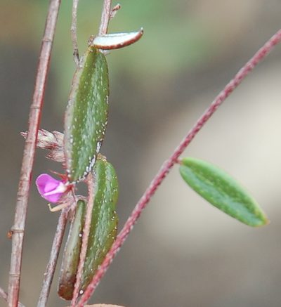 Indigofera potbergensis, photographed by Charles Stirton