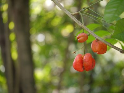 Harpullia arborea, photographed by Dinesh Valke