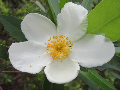 Gordonia lasianthus, photographed by geosesarma