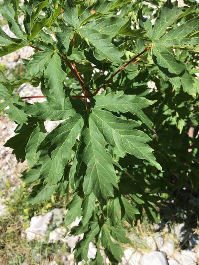 Acer heldreichii, photographed by Mirko Ubović