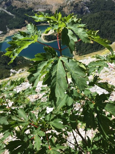 Acer heldreichii, photographed by Mirko Ubović