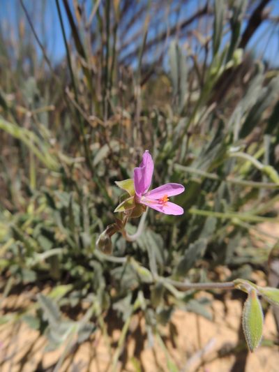 Pelargonium oenotherae, photographed by Jacques van der Merwe
