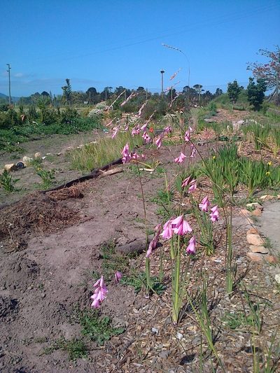 Dierama pendulum, photographed by Brian du Preez
