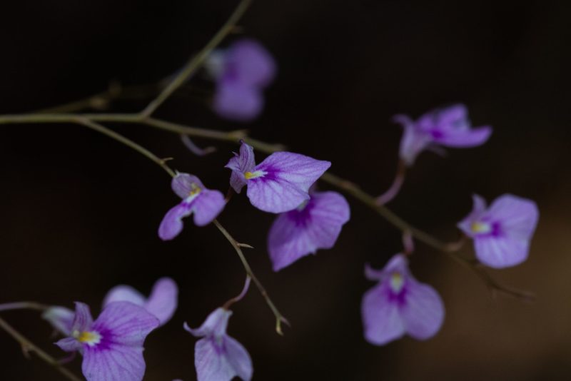 Ionopsis utricularioides, photographed by Márcia Martins