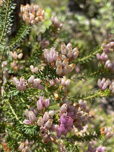 Erica terminalis, photographed by Thomas Dreux