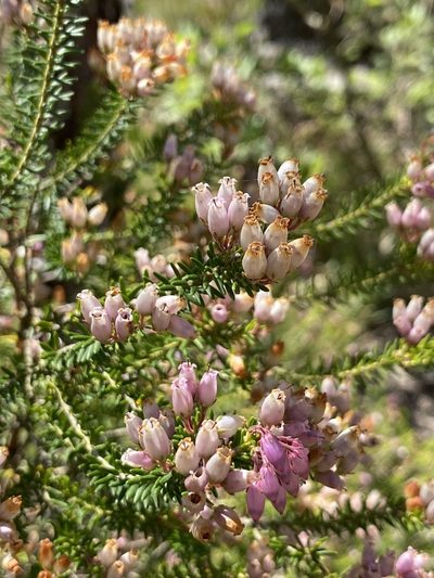 Erica terminalis, photographed by Thomas Dreux