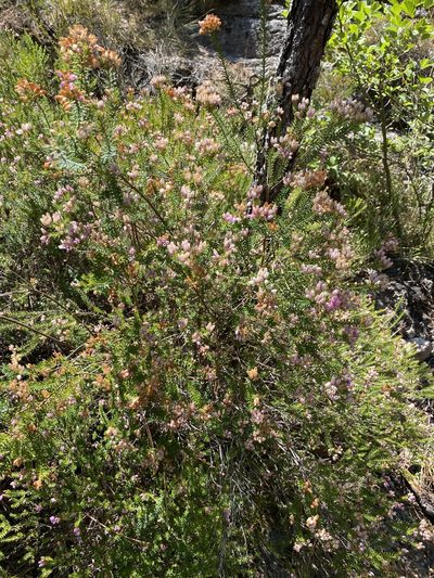 Erica terminalis, photographed by Thomas Dreux