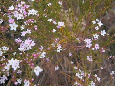 Coleonema virgatum, photographed by Di Turner