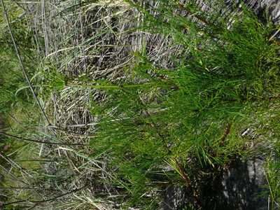 Notobubon tenuifolium, photographed by Tony Rebelo