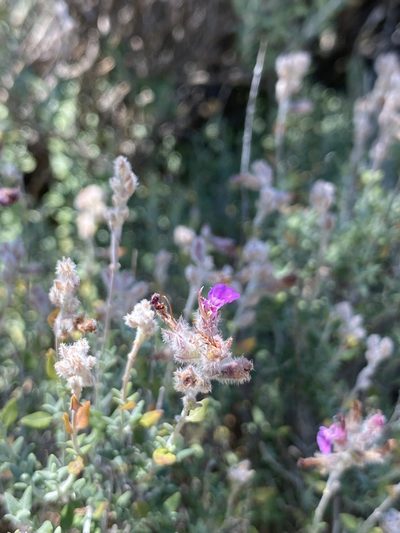 Teucrium marum, photographed by Thomas Dreux