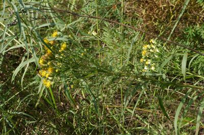 Galatella biflora, photographed by Oleg Kosterin