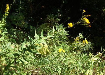 Hieracium virosum, photographed by Oleg Kosterin