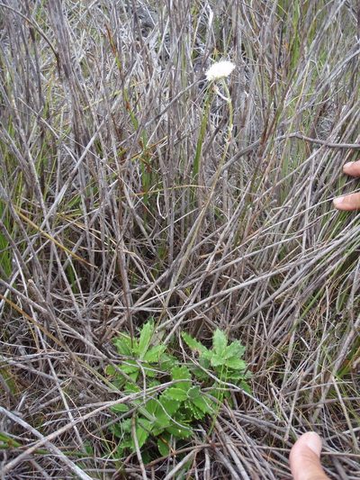 Hermas quinquedentata, photographed by Nicola van Berkel