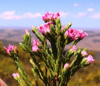 Erica bracteolaris, photographed by Tony Rebelo