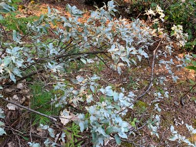 Elaeagnus commutata, photographed by Alec McClay