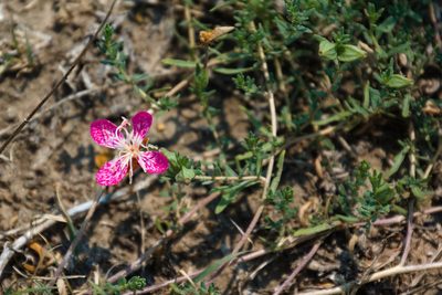 Oenothera canescens, photographed by psweet