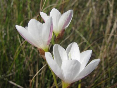 Geissorhiza erosa, photographed by douglaseustonbrown