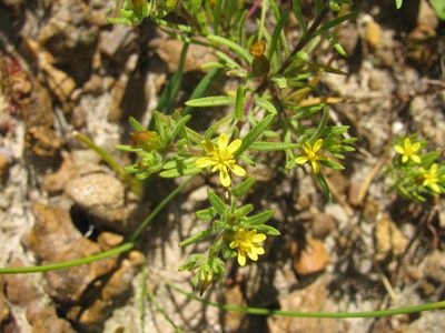 Rhynchopsidium sessiliflorum, photographed by douglaseustonbrown