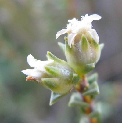Euchaetis pungens, photographed by douglaseustonbrown