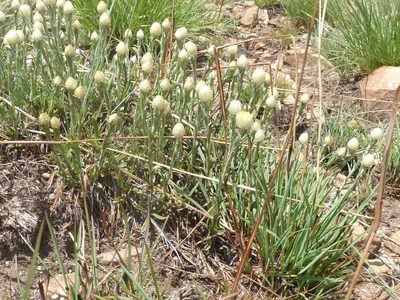 Helichrysum chionosphaerum, photographed by Andrew Hankey