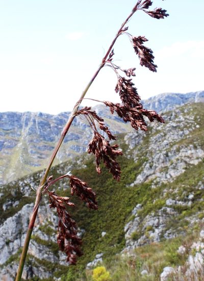Rhodocoma foliosa, photographed by Tony Rebelo