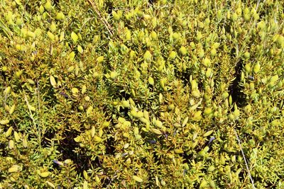 Cyclopia sessiliflora, photographed by Tony Rebelo