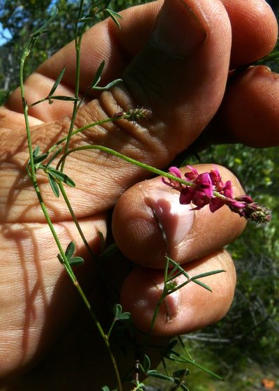 Indigofera venusta, photographed by Tony Rebelo