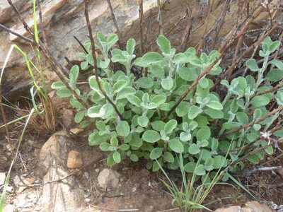 Helichrysum lepidissimum, photographed by Andrew Hankey