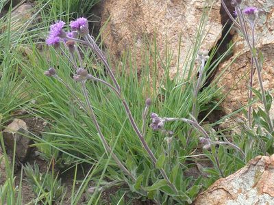 Hilliardiella sutherlandii, photographed by Andrew Hankey
