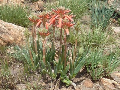 Aloe verecunda, photographed by Andrew Hankey