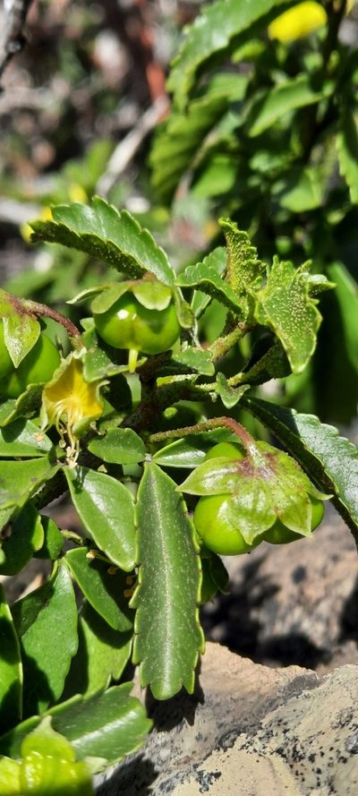 Llagunoa glandulosa, photographed by Orlando Fuenzalida