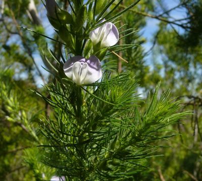 Psoralea intonsa, photographed by Tony Rebelo