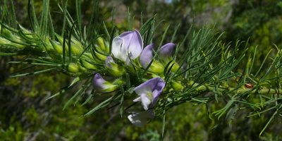 Psoralea intonsa, photographed by Tony Rebelo